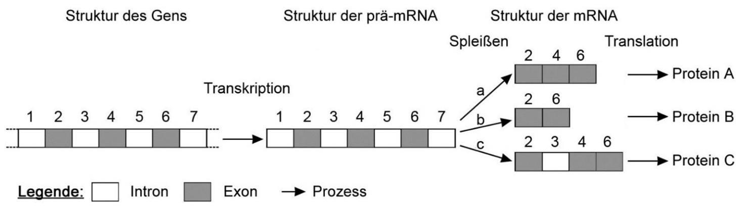 Schematische Darstellung: Gen mit Introns/Exons, Transkription und alternatives Spleißen zu drei mRNAs, die Proteine A–C ergeben.